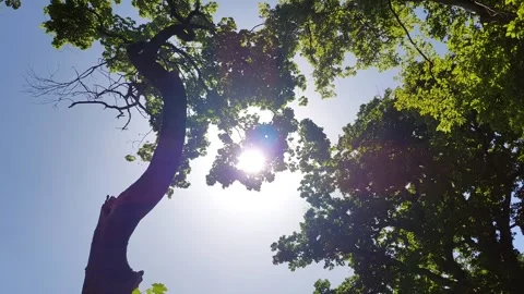 4K Cinematic Sun Rays Through Forest Trees 스톡 동영상 335783318