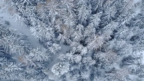 4K Cinematic winter bird view aerial shot - camera panning over a frozen forest Video stock 104601855