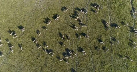 4K circular straight down aerial view of a herd of migrating zebra grazing on Stock Footage 95196873