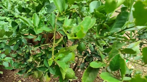 4K - Citrus Video stock 272308629