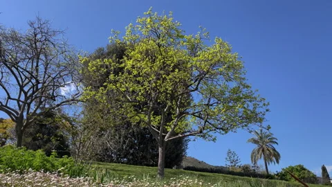4K City Nature 스톡 동영상 337138109