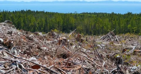 4K Clear Cut Deforested Area, Tilt Shot, Forest Trees Ocean and Mountains in Bac Video stock 51389795