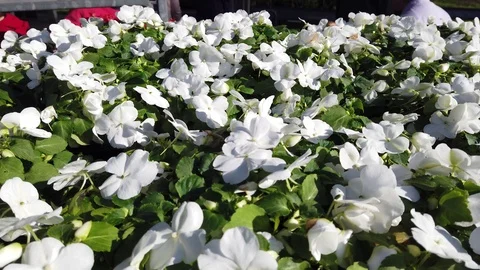 4K clip customer purchases a flat of impatiens flowers Stock-Footage 107628415