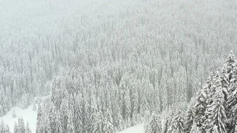 4k clip with drone fly over a fir tree forest during heavy snowfall Video stock 146579845