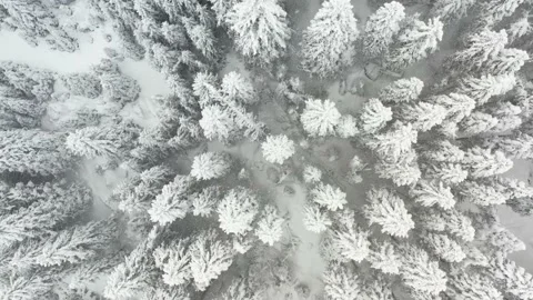4k clip with drone fly over a fir tree forest during heavy snowfall Stock-Footage 146579849