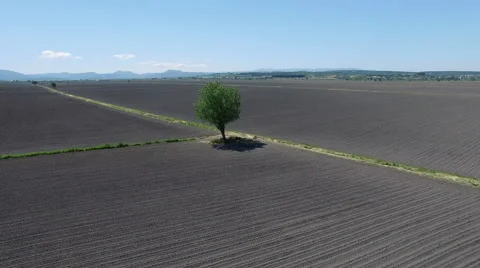 4K Clip of Flying Around A Tree, Captured by Drone Cam Stock Footage 62945261
