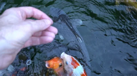 4k clip of large koi gathering to be fed by a hand that teases then gives food Stock Footage 47165743