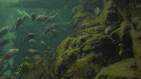 4k clip of large tropical fish swimming in a tank that doesn't look very clean Stock Footage 47163316
