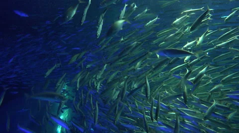 4k clip of many silver fish swimming in a school Stock Footage 47165853