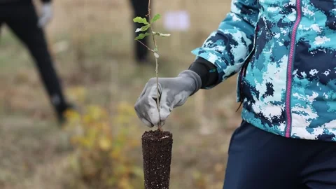 4k clip with oak sapling ready to be planted during a afforestation process Видео 256088725
