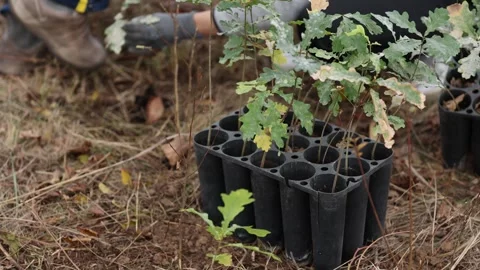 4k clip with oak sapling ready to be planted during a afforestation process 스톡 동영상 256088737