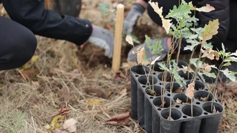 4k clip with oak sapling ready to be planted during a afforestation process Видео 256088738