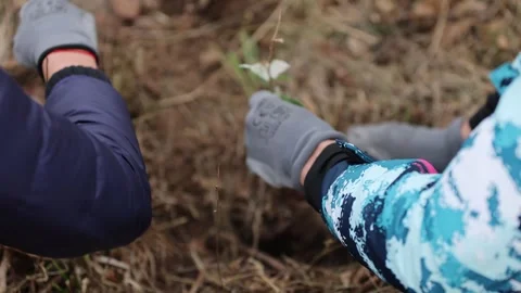 4k clip with oak sapling ready to be planted during a afforestation process Видео 256088826