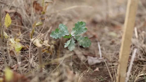 4k clip with oak sapling ready to be planted during a afforestation process Видео 256088904
