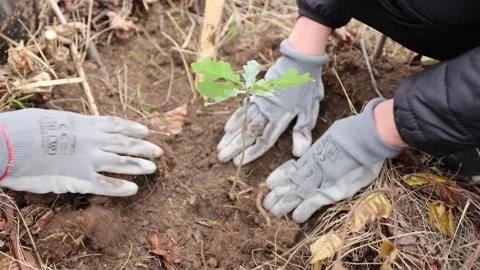 4k clip with oak sapling ready to be planted during a afforestation process Видео 256088905