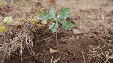 4k clip with oak sapling ready to be planted during a afforestation process Видео 256088907
