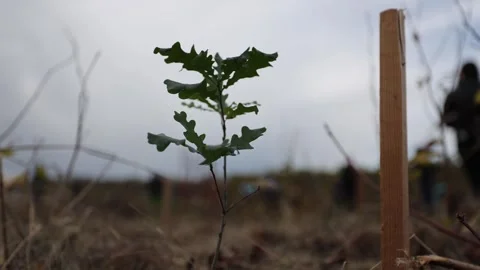 4k clip with oak sapling ready to be planted during a afforestation process Видео 256088929