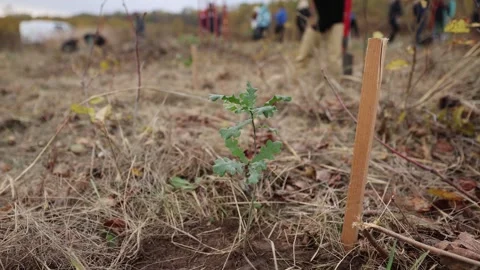 4k clip with oak sapling ready to be planted during a afforestation process Видео 256088933