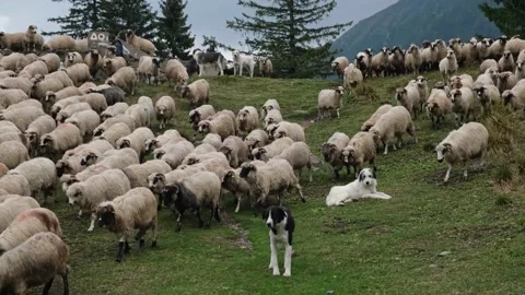 4k clip of sheep flock grazing on a mountain meadow Vídeo Stock 159979344