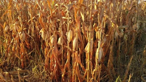 4k clip showing severe drought conditions on the corn crop fields 스톡 동영상 130200499