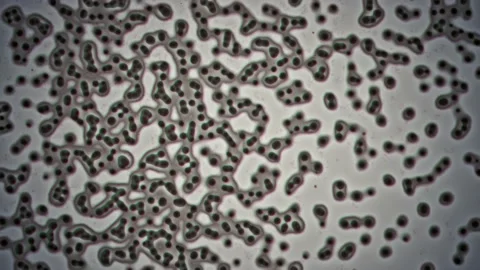 4K - Cloning bacteria seamless loop Stock Footage 107677610