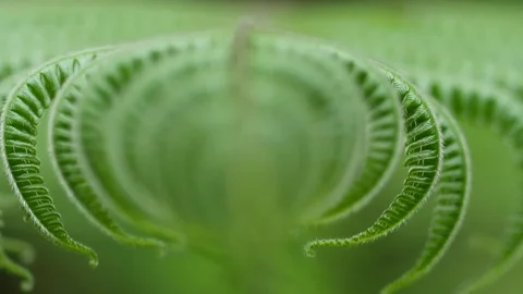 4K Close-up abstract background shot of green leaf shot with macro in rainforest Stock Footage