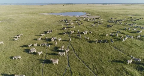 4K close-up aerial view of a large herd of migrating zebra coming to drink at a Stock Footage 95196685