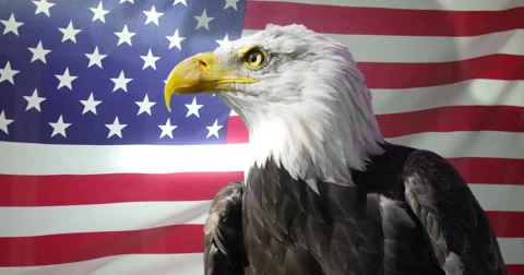 4K Close up of American Bald Eagle against animated background of American flag  Stock Footage
