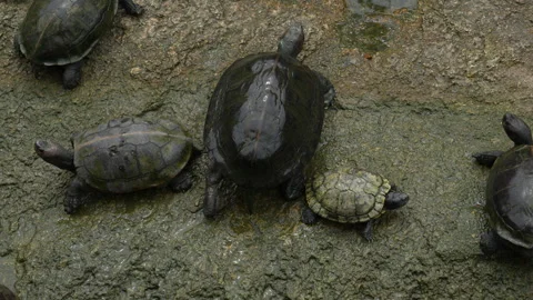 4K close up of an Asian pond turtle crawling forward towards camera 스톡 동영상 337089825