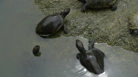4K close up of Asian pond turtles showing different behavioral activities 스톡 동영상 337090070