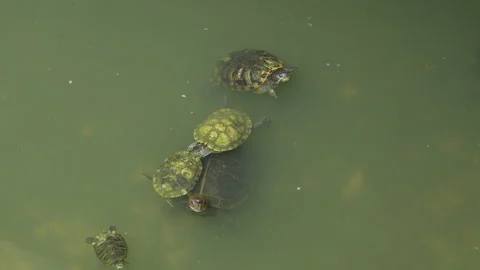 4K close up of baby Red-eared slider turtles performing courtship dance in water 스톡 동영상 337090064