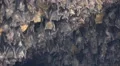 4k Close up bats hanging at wall in bat cave of temple Goa Lawah Bali 4k or 4k+ Resolution