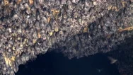 4K Close Up Bats Hanging At Wall In Bat Cave Of Temple Goa Lawah Bali Stock Footage