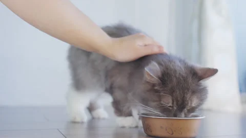 4k Close up beautiful cat eats fresh cat food at home Stock Footage 252295488