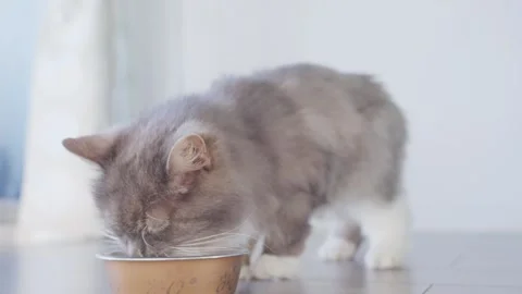4k Close up beautiful cat eats fresh cat food at home Stock Footage 252295772
