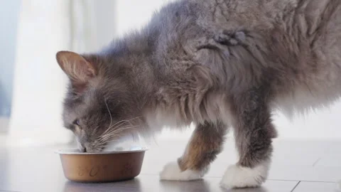 4k Close up beautiful cat eats fresh cat food at home Stock Footage 252296104