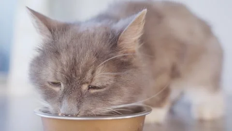 4k Close up beautiful cat eats fresh cat food at home Stock Footage 252296393