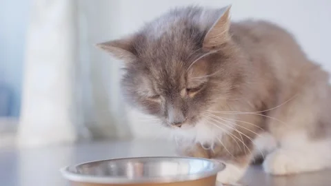 4k Close up beautiful cat eats fresh cat food at home Stock Footage 252296673