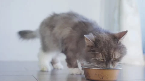 4k Close up beautiful cat eats fresh cat food at home Stock Footage 252631776
