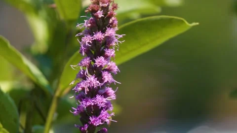 4K Close Up of A Bee Video stock 157650013