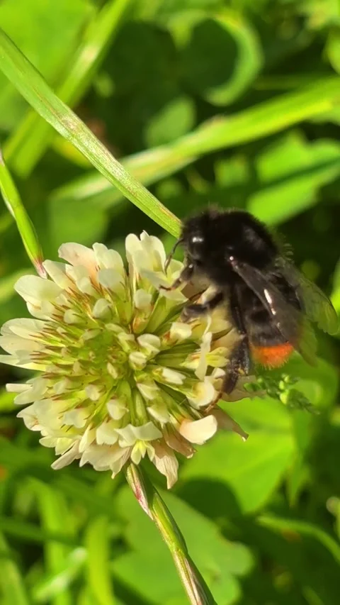 4K Close-Up of a Bee Pollinating a Flower Stock Footage 316907512