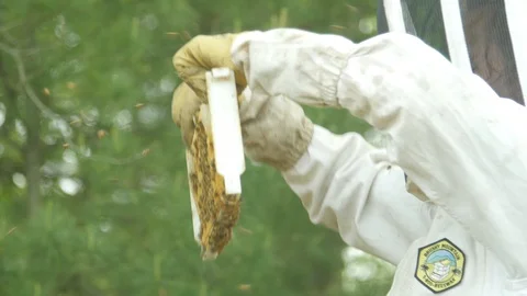 4K Close Up Beekeeper inspecting bee hives 01 Stock Footage 89139228