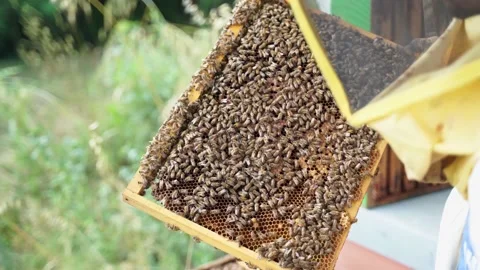 4k close up of a Beekeeper Working and Inspecting Hive Stock-Footage 155592167