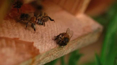 4K Close up of bees on honeycomb in apiary Stock Footage 286708408