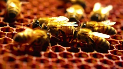 4K Close up of bees on honeycomb in apiary Stock Footage 286708510