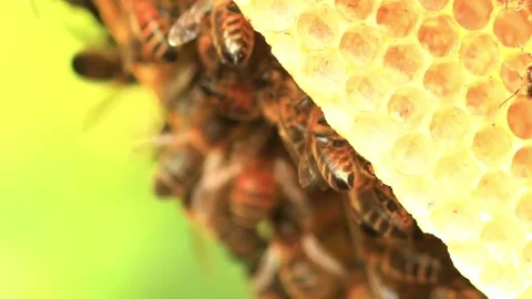 4K Close up of bees on honeycomb in apiary Stock Footage 288648313