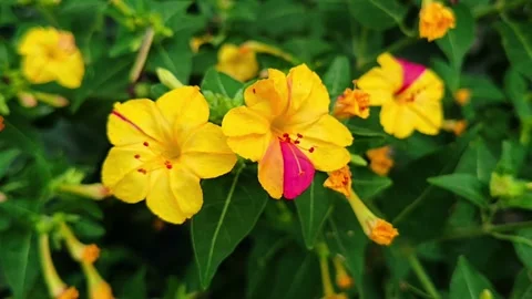 ​4K Close Up Bicolor Yellow and Magenta Marvel of Peru Flowers Stock Footage 341341041