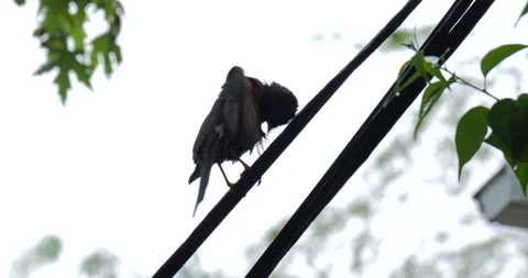 4K CLOSE UP OF BIRD CLEANING ITSELF ON A WIRE IN THE RAIN Stock Footage 131127542