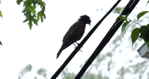 4K CLOSE UP OF A BIRD CLEANING ITSELF ON A WIRE IN THE RAIN Stock Footage 131127548