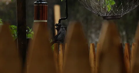 4K CLOSE UP OF BIRD IN THE RAIN Stock Footage 131128345